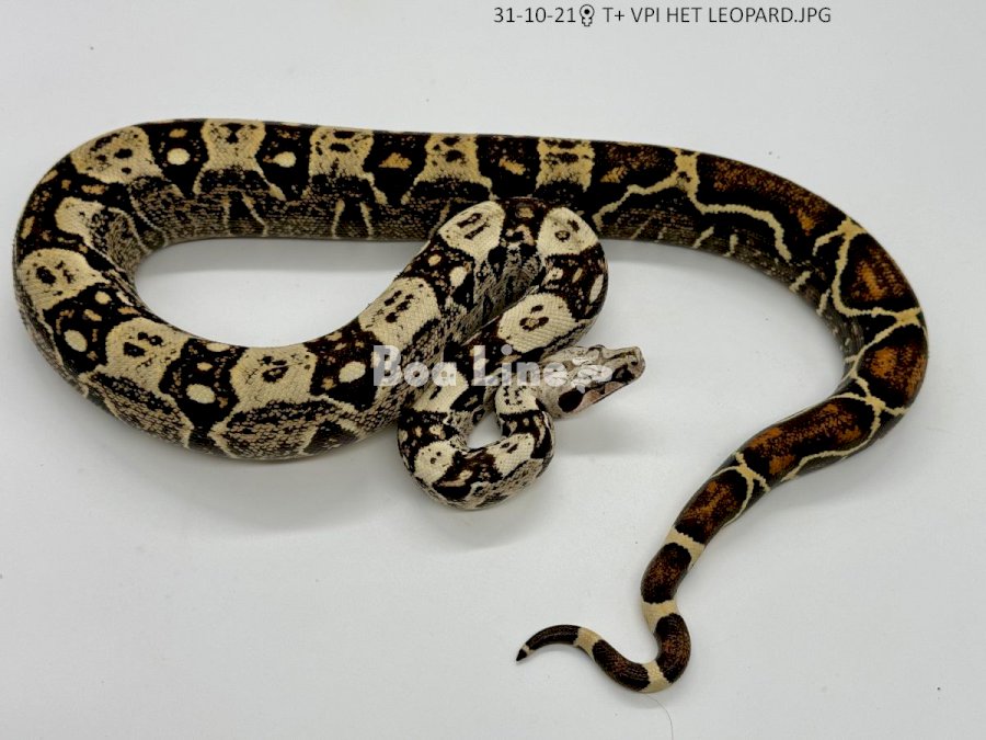 T+ VPI HET LEOPARD